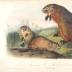 Book, The Quadrupeds of North America
