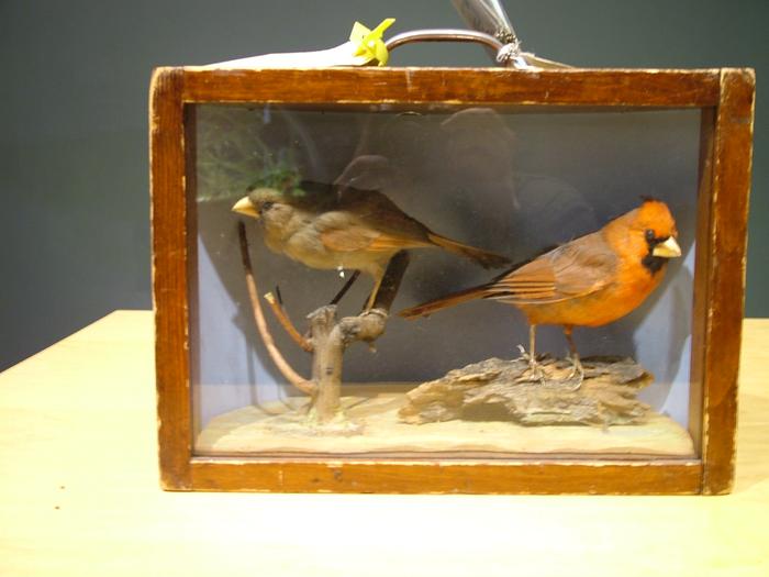 Cardinals, 2, Male And Female, School Loan Collection