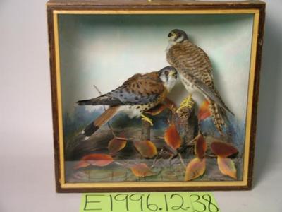 American Kestrel (mount)