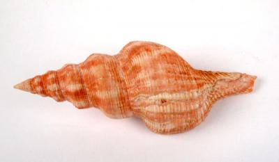 Mollusk Shell, Filifusus Glaber