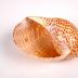 Mollusk Shell, Tonna Perdix