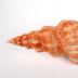 Mollusk Shell, Filifusus Glaber