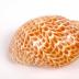 Mollusk Shell, Tonna Perdix