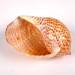 Mollusk Shell, Charonia Variegata