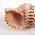 Mollusk Shell, Charonia Variegata