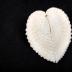 Mollusk Shell