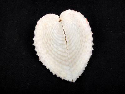 Mollusk Shell