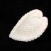 Mollusk Shell