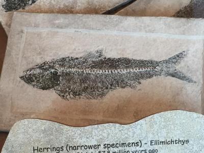 Fossil, Fish Herring Ellimichthys Or Perch Priscacara