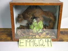 Squirrel, Gray, School Loan Collection