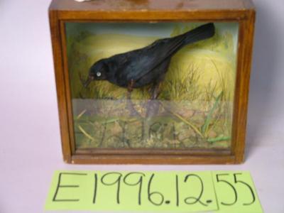 Blackbird, Rusty, School Loan Collection