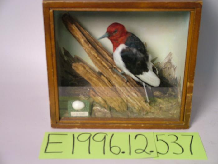 Woodpecker, Red-headed, School Loan Collection