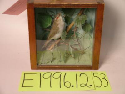 Vireo, Red-eyed, School Loan Collection