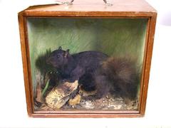 Squirrel, Gray, School Loan Collection