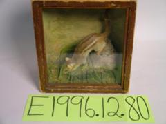 Chipmunk, Eastern, School Loan Collection