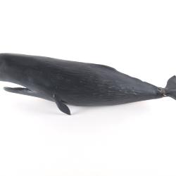 Model, Sperm Whale
