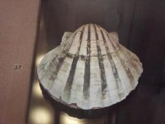 Scallop