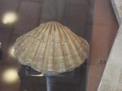 Fossil, Bivalve Scallop