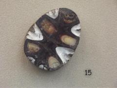 Fossil, Cephalapod Baculite