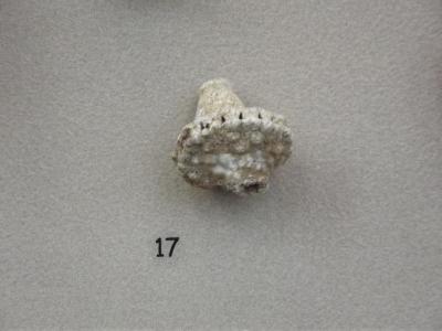 Fossil, Echinoderm, Crinoid Calix Actinocrinus