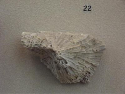 Fossil, Tabulate Coral Favosites