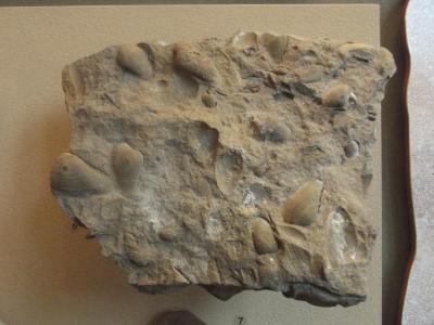 Fossil, Bivalves Clams