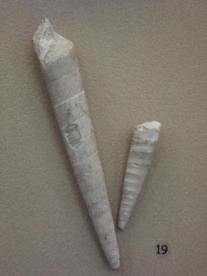 Fossil, Gastropod Snails Terebra (2)
