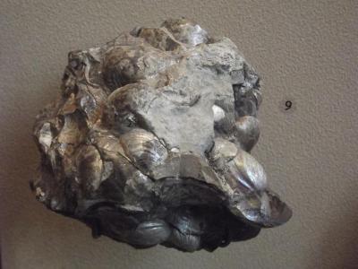 Fossil, Bivalves Inoceramus