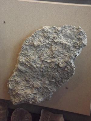 Fossil, Crinoid Stems Class Crinoidae