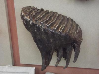 Mammoth Tooth