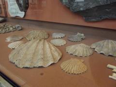 Scallops