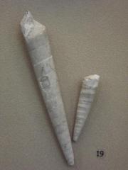 Fossil, Gastropod Snails Terebra (2)