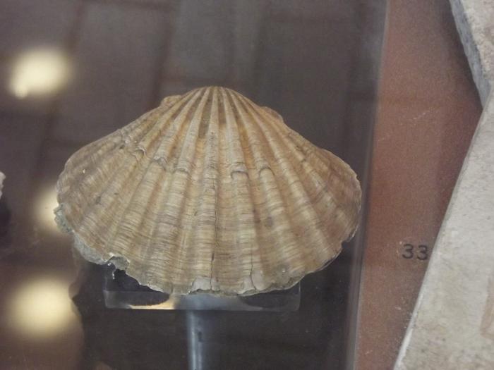 Fossil, Bivalve Scallop