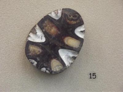 Fossil, Cephalapod Baculite