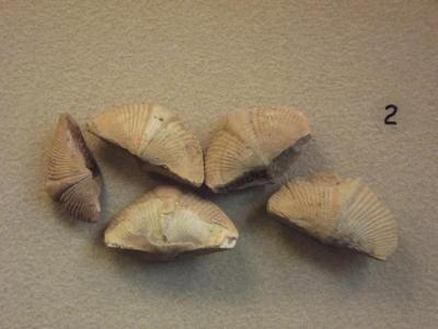 Fossil, Brachiopods Spirifer Verrucosa (5)