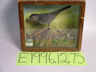 Catbird, School Loan Collection