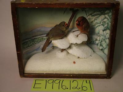 Cardinal, School Loan Collection