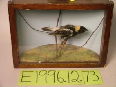 Bobolink, School Loan Collection