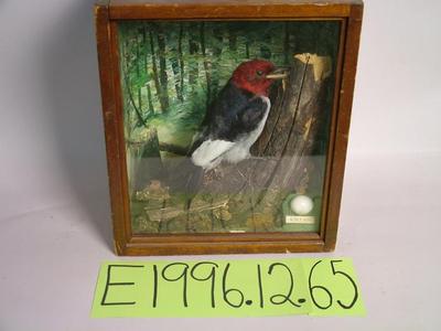 Woodpecker, Red-headed, School Loan Collection