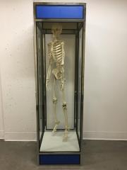 Skeleton, Human