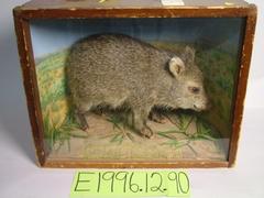 Peccary, School Loan Collection
