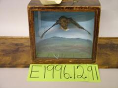 Bat, Brown, School Loan Collection