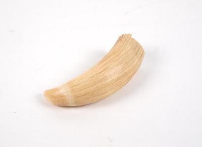 Sperm Whale Tooth
