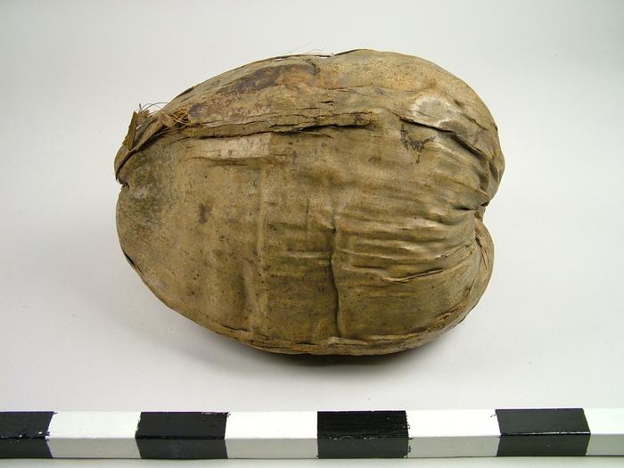 Coconut