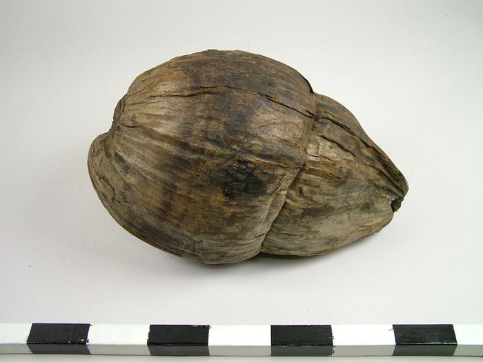 Coconut