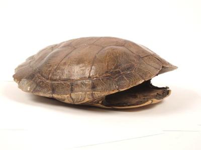 Map Turtle, Carapace &amp; Plastron