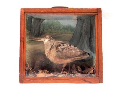 American Woodcock (mount)