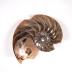 Nautilus Shell, cut-away