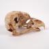 Bird Skull And Mandible