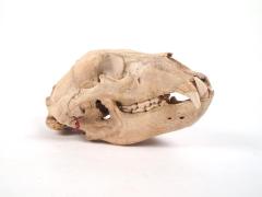 Bear Skull